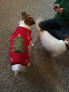 Mister's Christmas Sweater